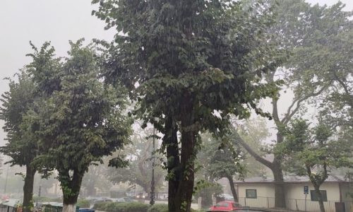 Kακοκαιρία: Αυτοκίνητο καταπλακώθηκε από δέντρο- Απεγκλωβίστηκε ο οδηγός