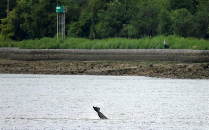 Ένα «ασυνήθιστο» ζώο εντοπίστηκε στον Σηκουάνα
