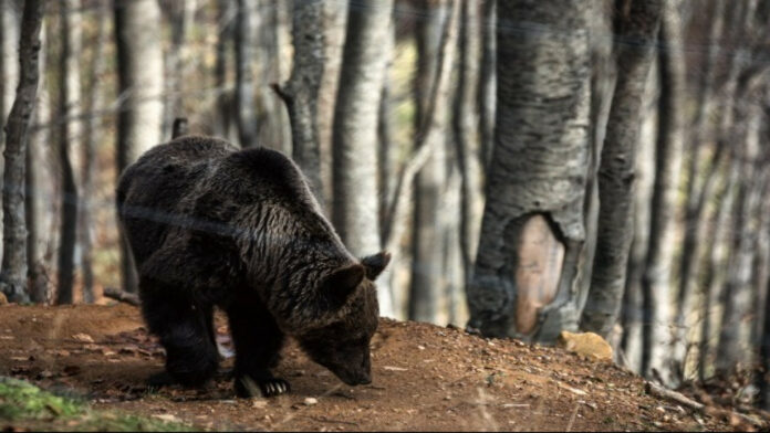 Έρευνα του ΥΠΕΝ για τις θανατώσεις των τριων αρκούδων στη Φλώρινα – «Αποτρόπαιο έγκλημα κατά της βιοποικιλότητας»