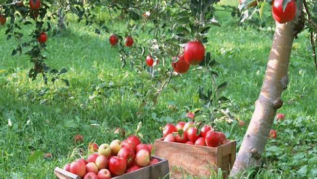 Αγιά: Στα δέντρα κινδυνεύουν να μείνουν τα μήλα
