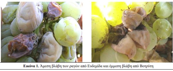 Αμπέλι: Πώς επηρεάζει η ευδεμίδα τα σταφύλια λίγο πριν την συγκομιδή