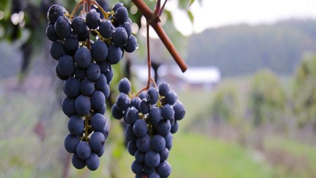 Αμπέλι: Συνεχίζονται οι αυξημένες συλλήψεις της ευδεμίδας