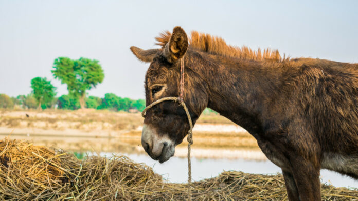 Βάναυση κακοποίηση γαϊδάρου στα Ιωάννινα
