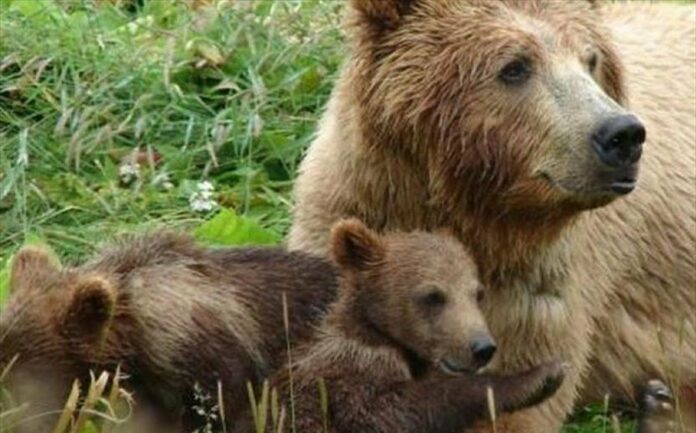 Βόλτα στην πόλη για μία αρκούδα με τα δύο μωρά της