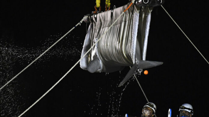 Γαλλία: Απεγκλωβίστηκε από τον Σηκουάνα η φάλαινα Μπελούγκα