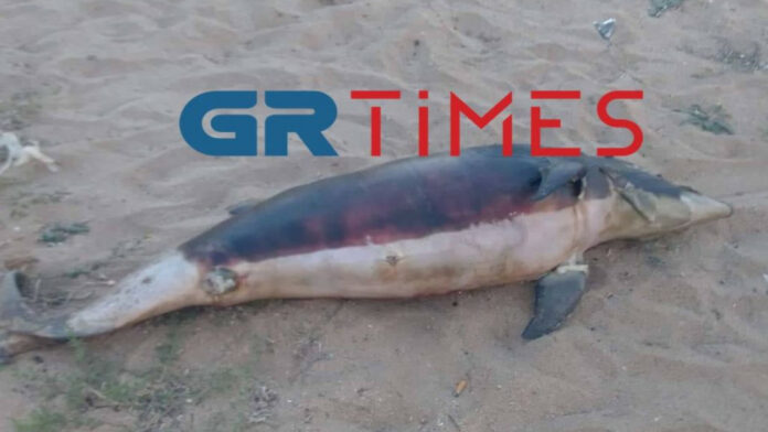 Δελφίνι εντοπίστηκε νεκρό στη Χαλκιδική