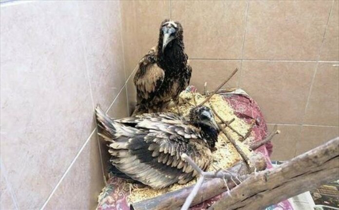 Διασώθηκαν δύο μωρά Ασπροπάρη από την πυρκαγιά της Δαδιάς