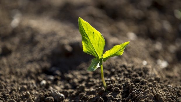 ΕΛΓΟ Δήμητρα: Στα «σκαριά» η επανίδρυση του Οργανισμού