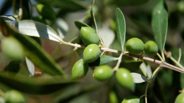Ελιά-Χαλκιδικής-Ζημιά-18-εκατ-ευρώ-για-καλλιεργητές-στην-Ορμύλια.jpg