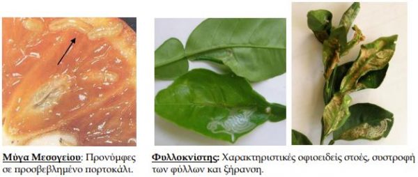 Εσπεριδοειδή-Οδηγίες-φυτοπροστασίας-για-εντομολογικούς-εχθρούς.jpg