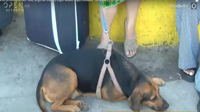 Ζευγάρι από Θεσσαλονίκη: Δεν τους δέχτηκε κανένα ξενοδοχείο επειδή είχαν σκύλο