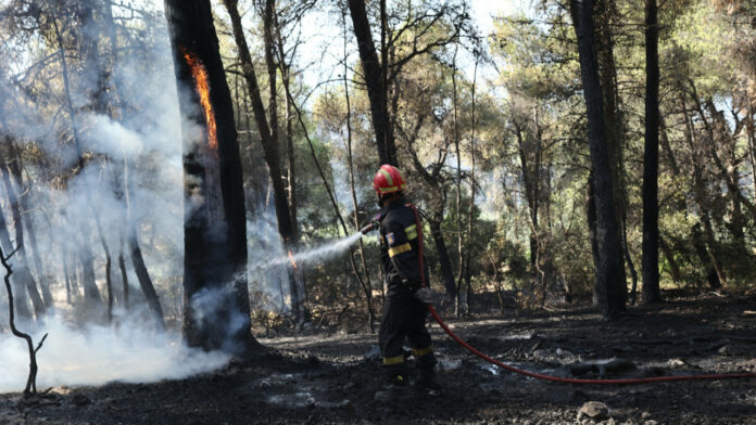 Ηλεία: Φίδι δάγκωσε πυροσβέστη σε επιχείρηση κατάσβεσης φωτιάς