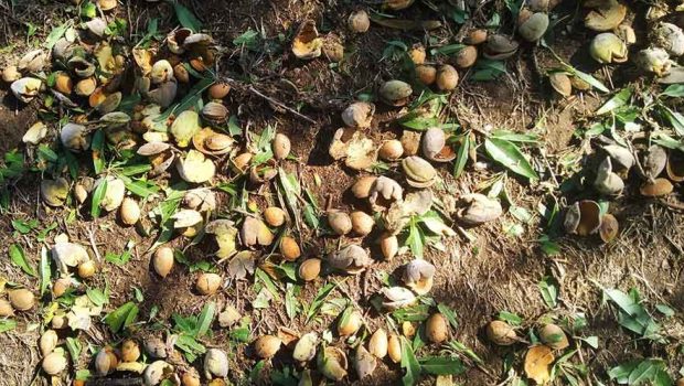 Θεσσαλία: «Σάρωσε» τις καλλιέργειες το χαλάζι – Ξεκίνησαν οι εκτιμήσεις