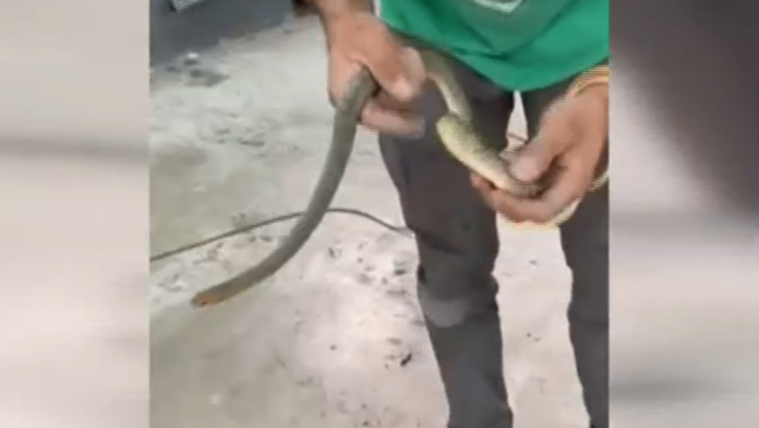 Θεσσαλονίκη: Φίδι ενός μέτρου εγκλωβίστηκε σε ντεπόζιτο βενζίνης αυτοκινήτου