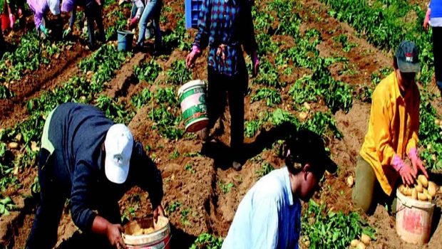 Ιεράπετρα: Καθυστερήσεις στις μετακλήσεις εργατών γης