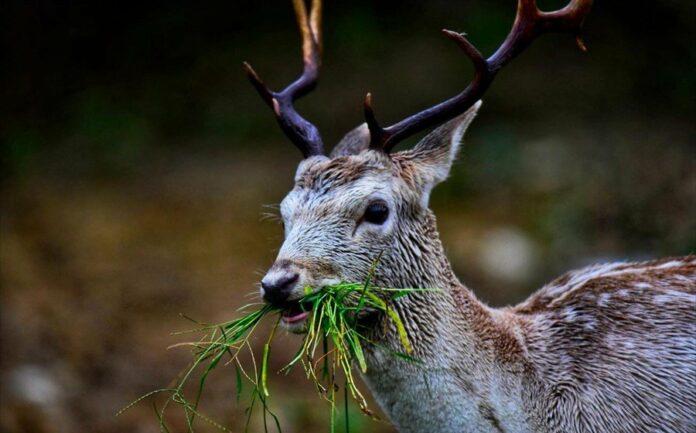 ΚΥΑ για την προστασία της άγριας πανίδας από δηλητηριασμένα δολώματα