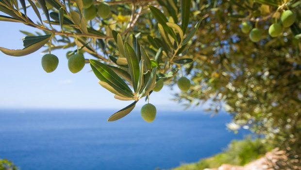 Κέρκυρα: Επανέναρξη του προγράμματος δακοκτονίας – Τι να προσέξουν οι παραγωγοί