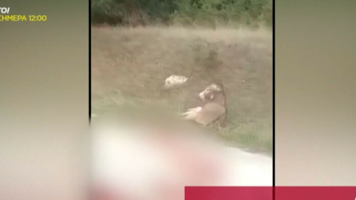 Κακοποίηση γαιδάρου: Τον είχε τραυματίσει λύκος, λέει ο δικηγόρος του αντιδημάρχου Ζίτζας