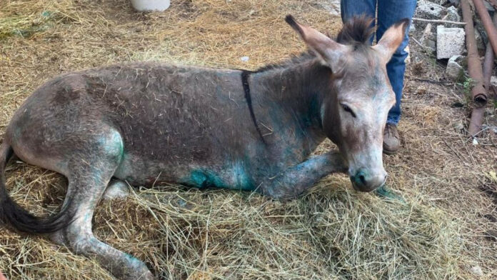 Κακοποίηση γαϊδάρου στη Ζίτσα: Θα μεταφερθεί στην Αττική- Έχει βαθιά τραύματα