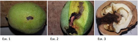 Καρυδιά: Συλλήψεις και προσβολές καρπόκαψας – Τρόποι αντιμετώπισης