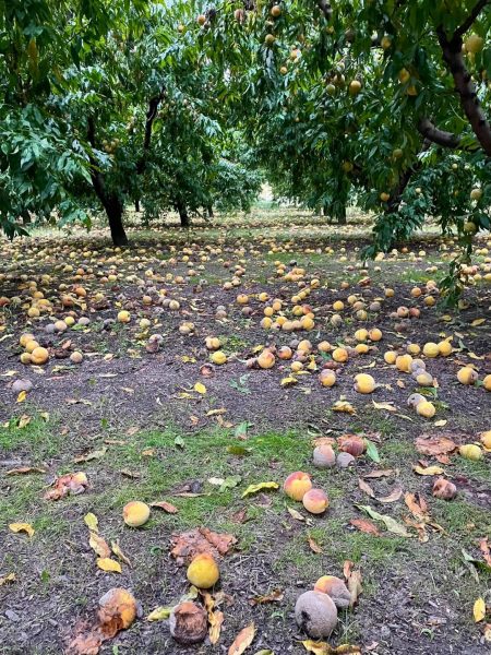 Κεντρική Μακεδονία: Χαριστική η «βολή» για τα ροδάκινα – Εκτεταμένες οι καταστροφές