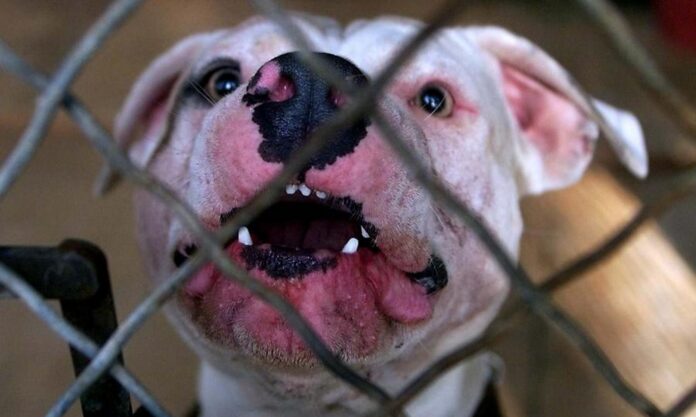 Λαμία: Πίτμπουλ έβαλε κάτω γυναίκα στη μέση του δρόμου