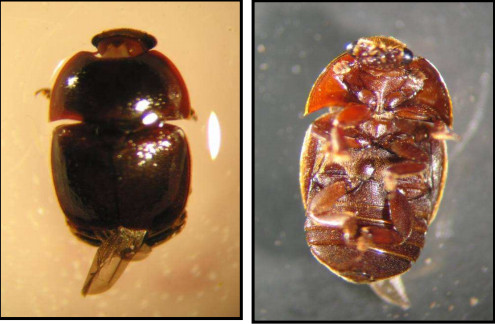 Μέλισσες: Το Μικρό Σκαθάρι της Κυψέλης «τρώει» το μέλι