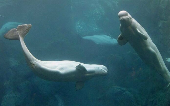 Με drones παρακολουθείται η φάλαινα μπελούγκα στον Σηκουάνα