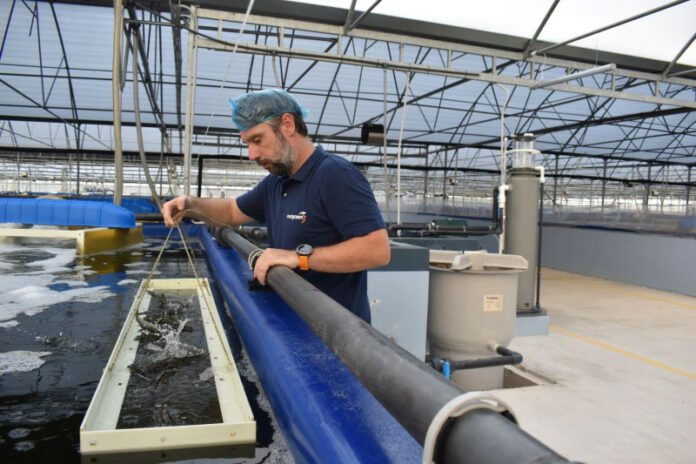 Ναπολέων Τσάνης: Ο Έλληνας που δημιούργησε την πρώτη μονάδα εκτροφής γαρίδας