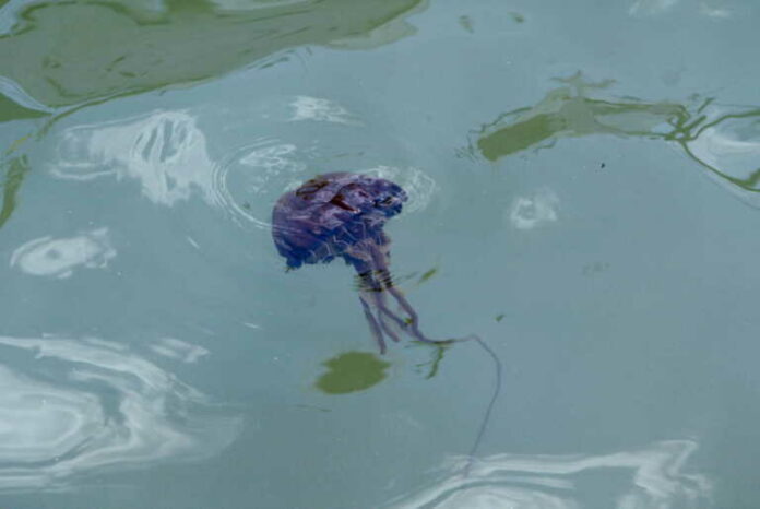 Σε ποιες θάλασσες θα βρίσκονται την πρώτη εβδομάδα του Αυγούστου οι μωβ μέδουσες
