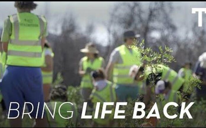 Στην τελική ευθεία τα έργα αναδάσωσης από το ΤΑΤΟΪ Club