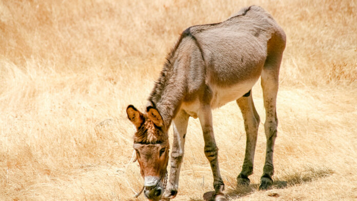 Συνελήφθη ο 63χρονος που φέρεται να κακοποίησε βάναυσα το γαϊδούρι