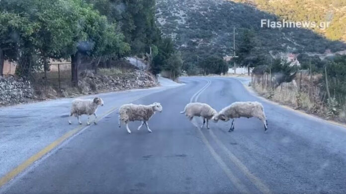 Σφακιά: Κριάρια τσακώνονται στη μέση του δρόμου – Παίρνουν φόρα και «δίνουν κουτουλιές»