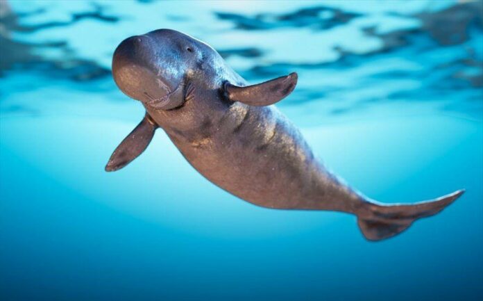 Το θηλαστικό που γέννησε τους μύθους για τις Γοργόνες και τις Σειρήνες κινδυνεύει με εξαφάνιση