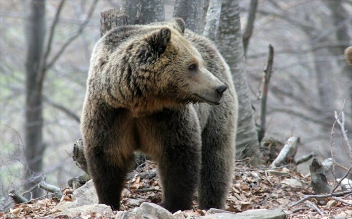 Τρεις αρκούδες νεκρές από πυροβολισμούς μέσα σε έναν μήνα