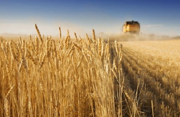 Τρόφιμα: Σε προ πολέμου επίπεδα οι τιμές των σιτηρών