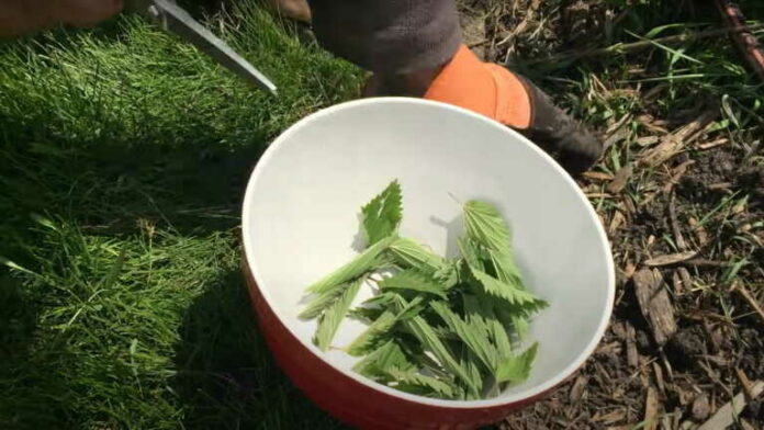 Τσουκνίδα: Από πηγή εναλλακτικής ίνας σε πηγή αντιοξειδωτικών – Οι χρήσεις του «παρεξηγημένου» φυτού