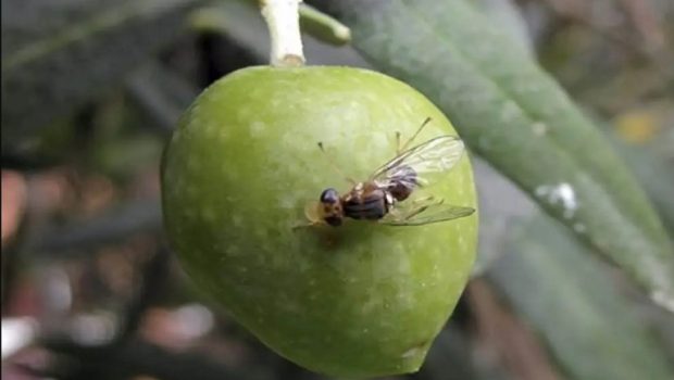 Χανιά: Ανησυχία λόγω του αυξημένου αριθμού του δάκου της ελιάς