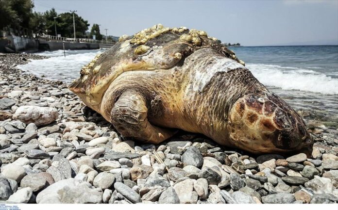 Χελώνα καρέτα-καρέτα εντοπίστηκε νεκρή στην παραλία Νέων Επιβατών
