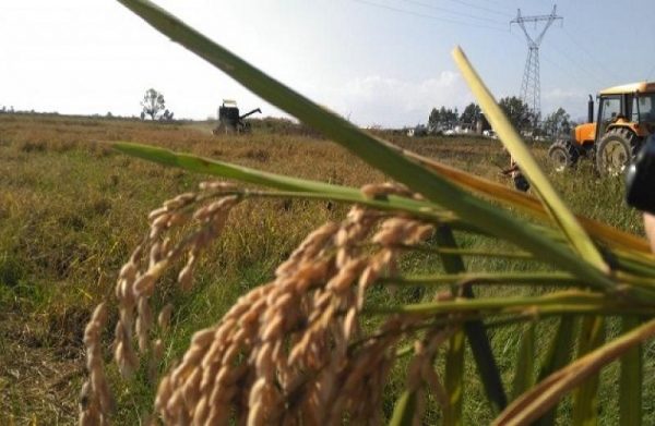 Eu-Rice-Το-ελληνικό-ρύζι-οδεύει-προς-την-απόκτηση-ταυτότητας.jpg
