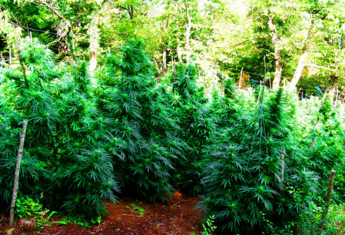 Όλυμπος: Αστυνομική επιχείρηση για τον εντοπισμό δενδρυλλίων κάνναβης – Δείτε βίντεο