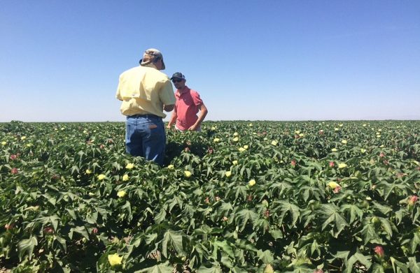 Αγροτική φορολογία: Στο ΦΕΚ η μείωση φόρου κατά 50% για συνεταιρισμένους αγρότες