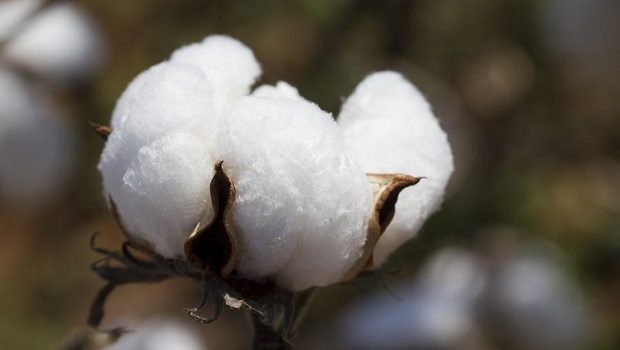 Βαμβάκι: Πώς θα λάβουν τη συνδεδεμένη ενίσχυση οι παραγωγοί