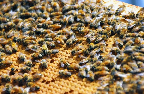 ΕΕ: Προστασία των μελισσών με μείωση των καταλοίπων φυτοφαρμάκων