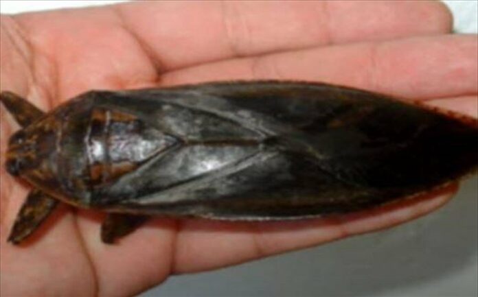 Εμφανίστηκε στην Χαλκιδική το μεγαλύτερο υδρόβιο έντομο της Ευρώπης