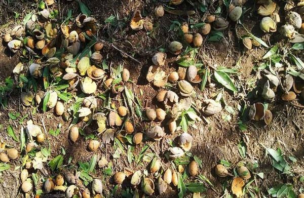 Ενισχύσεις: Προκαταβολή για ζημιές και στους μη κατά κύριο επάγγελμα αγρότες