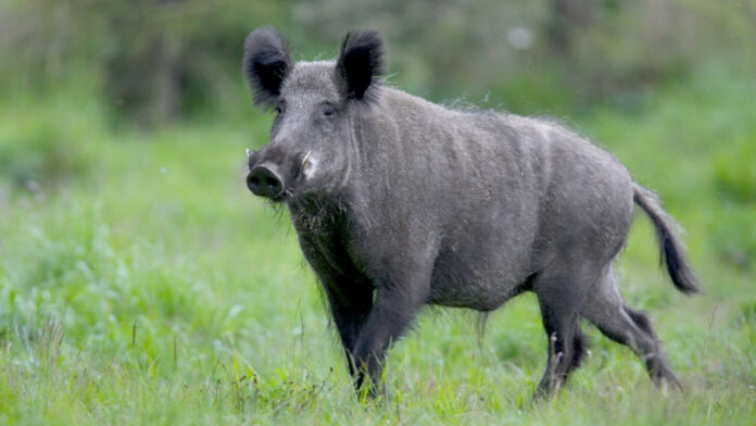 Θεσσαλονίκη: Τουλάχιστον 9.000 αγριόχοιροι «πολιορκούν» την πόλη, και πολλαπλασιάζονται