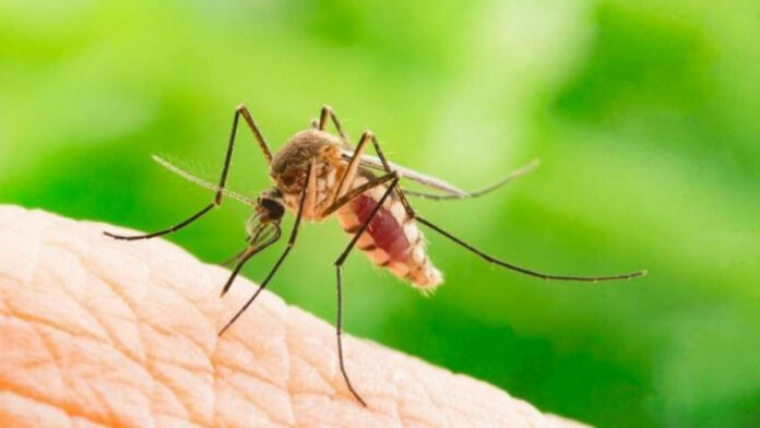 Ιός Δυτικού Νείλου: Στα 196 τα κρούσματα στην Ελλάδα