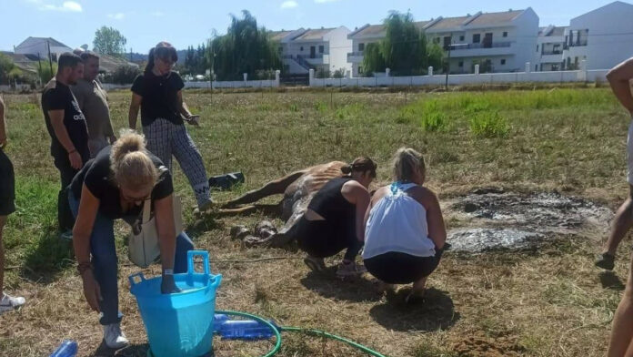 Κέρκυρα: Άφησαν άλογο χωρίς νερό και τελικά πέθανε