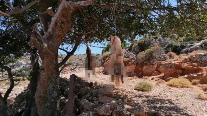 Κρήτη: Σκυλάκι βρέθηκε δεμένο και απαγχονισμένο μέσα σε χωράφι